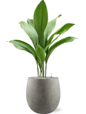 Aspidistra elatior in Grigio Grond (Vulkastrat) Grond (Vulkastrat)