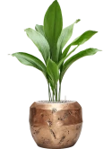 Aspidistra elatior in Baq Opus Raw Grond (Vulkastrat)
