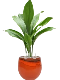 Aspidistra elatior in Charlotte Grond (Vulkastrat) Grond (Vulkastrat)