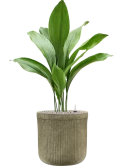 Aspidistra elatior in Baq Vertical Rib Grond (Vulkastrat)