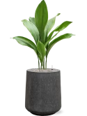 Aspidistra elatior in Baq Raindrop Grond (Vulkastrat)