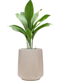 Aspidistra elatior in Baq Raindrop Grond (Vulkastrat)