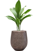 Aspidistra elatior in Baq Opus Hit Grond (Vulkastrat)