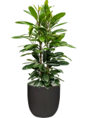 Ficus cyathistipula in Capi Urban Smooth NL Grond (Vulkastrat)