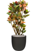 Croton variegatum 'Petra' in Capi Urban Smooth NL Grond (Vulkastrat)
