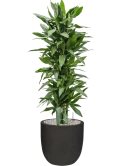 Dracaena fragrans 'Janet Lind' in Capi Urban Smooth NL Grond (Vulkastrat)