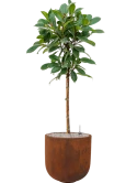 Ficus cyathistipula in Static (GRC) Grond (Vulkastrat)