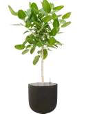 Ficus benghalensis 'Audrey' in Static (GRC) Grond (Vulkastrat) Grond (Vulkastrat)