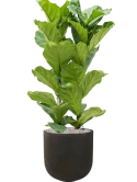 Ficus lyrata in Static (GRC) Grond (Vulkastrat) Grond (Vulkastrat)