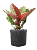 Philodendron 'Prince of Orange' in Baq Raindrop Grond (Vulkastrat)