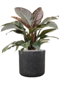 Philodendron `Imperial Red' in Baq Raindrop Grond (Vulkastrat)