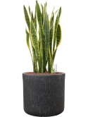 Sansevieria trifasciata 'Laurentii' in Baq Raindrop Hydrocultuur