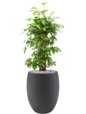 Dracaena surculosa (90-120) in Grigio Grond (Vulkastrat)