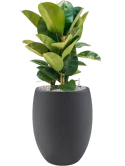 Ficus elastica 'Robusta' in Grigio Grond (Vulkastrat)