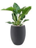 Philodendron 'Imperial Green' in Grigio Grond (Vulkastrat)