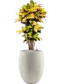 Croton (Codiaeum) variegatum 'Mrs. Iceton' in Grigio Grond (Vulkastrat)