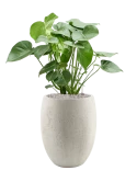 Monstera deliciosa in Grigio Grond (Vulkastrat)