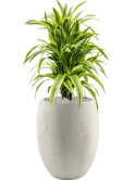 Dracaena fragrans 'Lemon Lime' in Grigio Grond (Vulkastrat)
