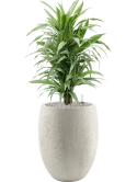 Dracaena deremensis 'Warneckei' in Grigio Grond (Vulkastrat)