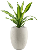 Dracaena fragrans 'Burley' in Grigio Grond (Vulkastrat)