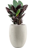Calathea sanderiana in Grigio Grond (Vulkastrat)