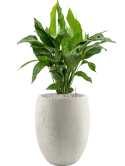 Spathiphyllum 'Sweet Lauretta' in Grigio Grond (Vulkastrat)