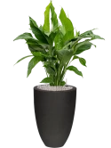 Spathiphyllum 'Sweet Lauretta' in Capi Urban Smooth NL Grond (Vulkastrat)