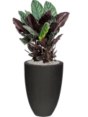 Calathea sanderiana in Capi Urban Smooth NL Grond (Vulkastrat) Grond (Vulkastrat)