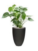 Monstera deliciosa in Capi Urban Smooth NL Grond (Vulkastrat)