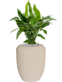 Spathiphyllum 'Sweet Lauretta' in Baq Polystone Coated Grond (Vulkastrat)