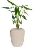 Alocasia zebrina in Baq Polystone Coated Plain Grond (Vulkastrat)