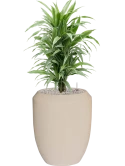 Dracaena deremensis 'Warneckei' in Baq Polystone Coated Grond (Vulkastrat)