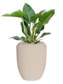 Philodendron 'Imperial Green' in Baq Polystone Coated Plain Grond (Vulkastrat)