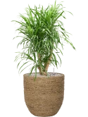 Pleomele (Dracaena) 'Anita' in Bohemian Grond (Vulkastrat) Grond (Vulkastrat)