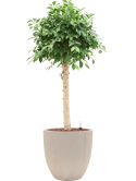 Ficus microcarpa 'Nitida' in Baq Raindrop Hydrocultuur