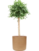 Ficus microcarpa 'Nitida' in Baq Dune Hydrocultuur