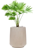 Livistonia rotundifolia in Baq Raindrop Grond (Vulkastrat)