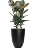 Ficus elastica 'Abidjan' in Fiberstone Grond (Vulkastrat) Grond (Vulkastrat)