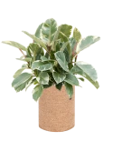 Ficus elastica 'Tineke' in Lechuza Trendcover 23 Cork Grond (Vulkastrat) Grond (Vulkastrat)
