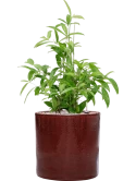 Dracaena surculosa in Cylinder Grond (Vulkastrat)