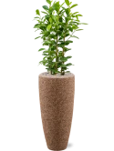 Ficus microcarpa 'Moclame' in Baq Naturescast Grond (Vulkastrat) Grond (Vulkastrat)