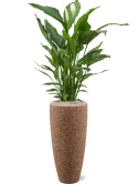 Spathiphyllum 'Sweet Sebastiano' in Baq Naturescast Grond (Vulkastrat) Grond (Vulkastrat)