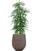 Ficus binnendijkii 'Alii' in Baq Opus Hit Hydrocultuur
