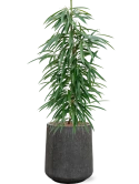 Ficus binnendijkii 'Alii' in Baq Raindrop Hydrocultuur