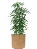 Ficus binnendijkii 'Alii' in Baq Dune Hydrocultuur