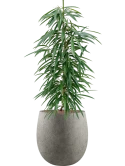 Ficus binnendijkii 'Alii' in Grigio Hydrocultuur
