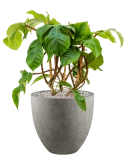 Philodendron squamiferum in Grigio Grond (Vulkastrat)