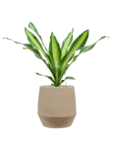 Dracaena fragrans 'Burley' in Humus Grond (Vulkastrat)