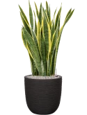 Sansevieria trifasciata 'Laurentii' in Capi Nature Rib NL Grond (Vulkastrat) Grond (Vulkastrat)