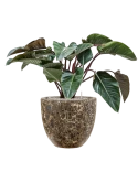 Philodendron 'Red Beauty' in Baq Lava Grond (Vulkastrat)